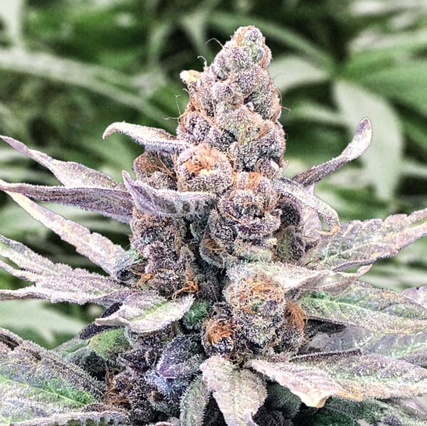 Wedding Crasher Auto (High Speed Buds)