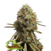 Wedding Glue