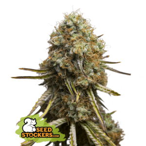 Wedding Glue