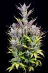 Wedding Glue Auto (FastBuds)
