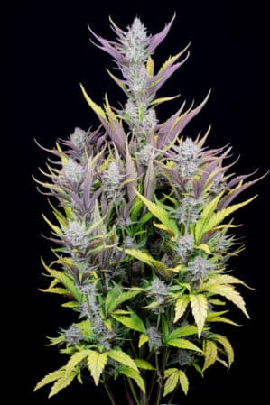 Wedding Glue Auto (FastBuds)