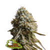 Wedding Glue Auto (Seedstockers)