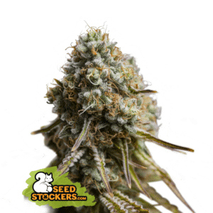 Wedding Glue Auto (Seedstockers)