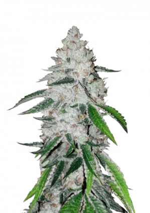West Coast OG