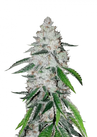 West Coast OG