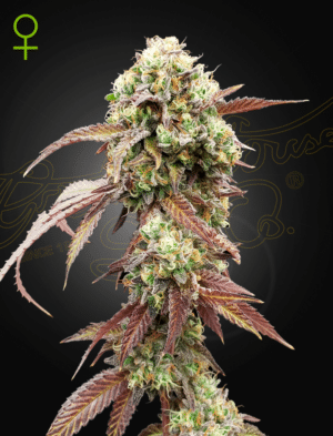 West Coast OG x Gelato #41 Auto