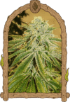 White Banana Auto