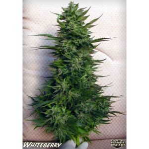 White Berry (Paradise Seeds)