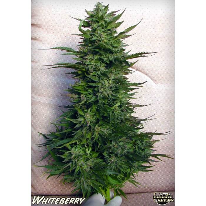 White Berry (Paradise Seeds)