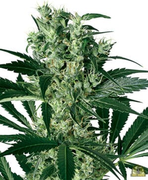 White Biscotti OG XXL