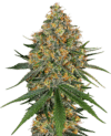 White Cheese (White Label Seeds)