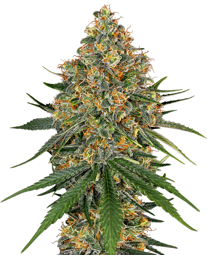 White Cheese (White Label Seeds)