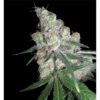 White Chocolope