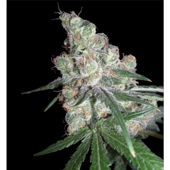 White Chocolope