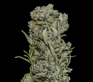 White Critical Express