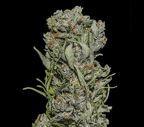 White Critical Express