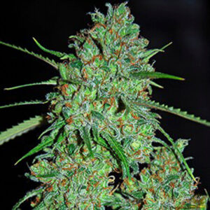 White Critical (G13 Labs)