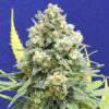White Critical (Original Sensible Seeds)