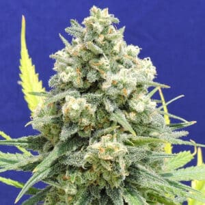 White Critical (Original Sensible Seeds)