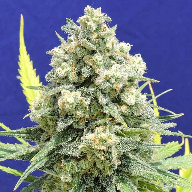 White Critical (Original Sensible Seeds)