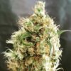 White Goblin Auto