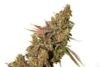 White Gold (Expert Seeds)