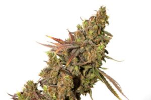 White Gold (Expert Seeds)
