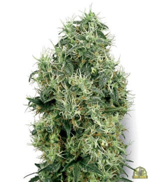 White Gold (White Label Seeds)
