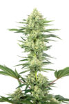 White Gorilla Haze