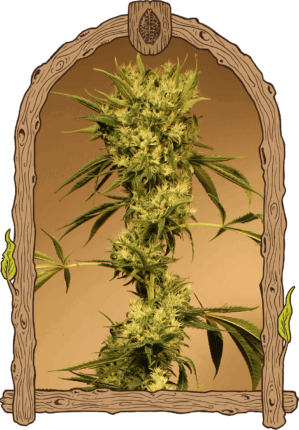 White Jewel Reg.