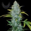 White Monster Auto