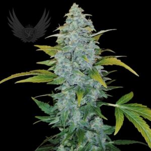 White Monster Auto