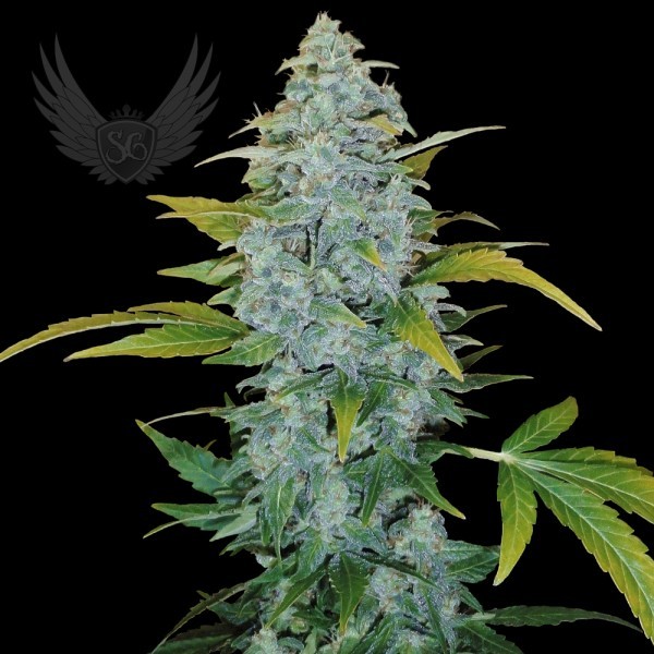 White Monster Auto