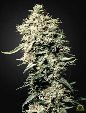 White Rhino (Green House Seed)