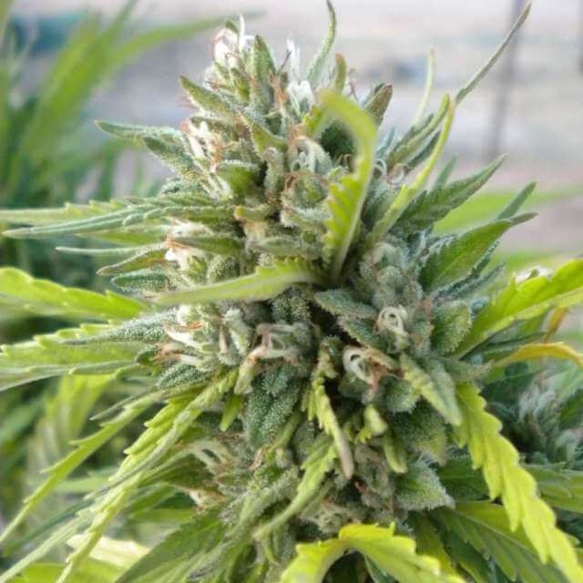 White Rhino (Nirvana Seeds)