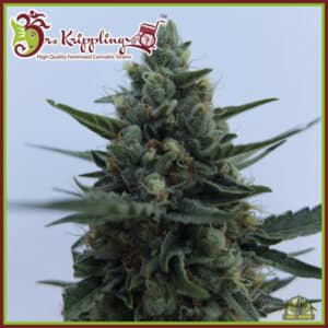 White Rush Auto