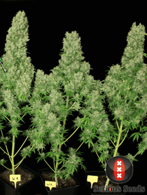 White Russian (Serious Seeds)