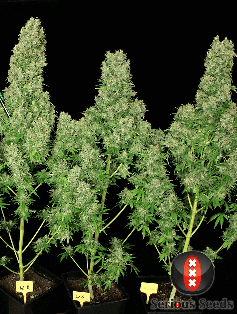 White Russian (Serious Seeds)