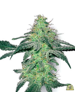 White Skunk Reg.