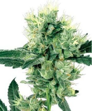 White Skunk (White Label Seeds)