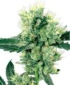 White Skunk (White Label Seeds)