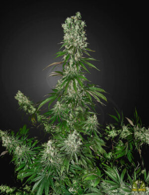 White Strawberry Skunk