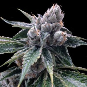 White Walker Kush - (DNA Genetics)