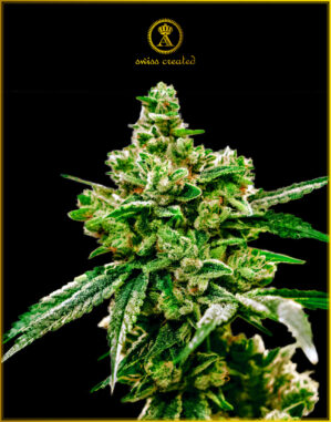 White Widow (Anaconda Seeds)