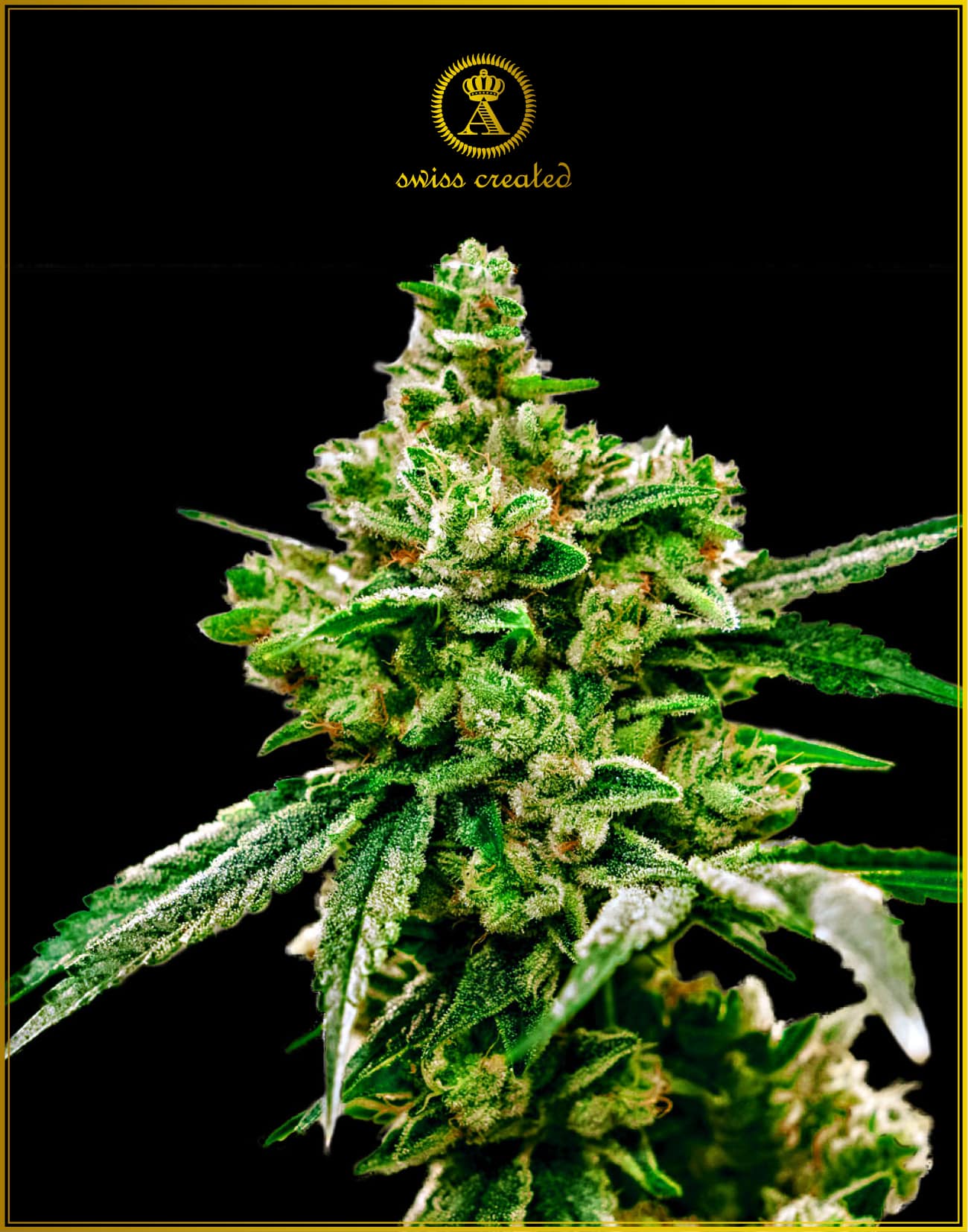 White Widow (Anaconda Seeds)