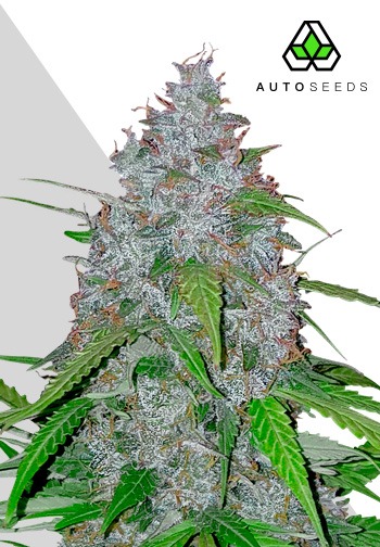 White Widow Auto (Auto Seeds)