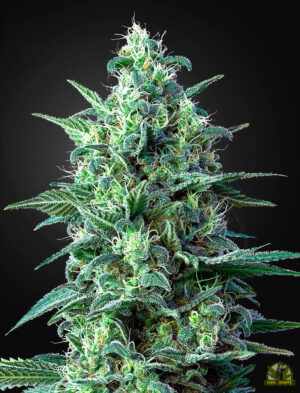 White Widow Auto CBD