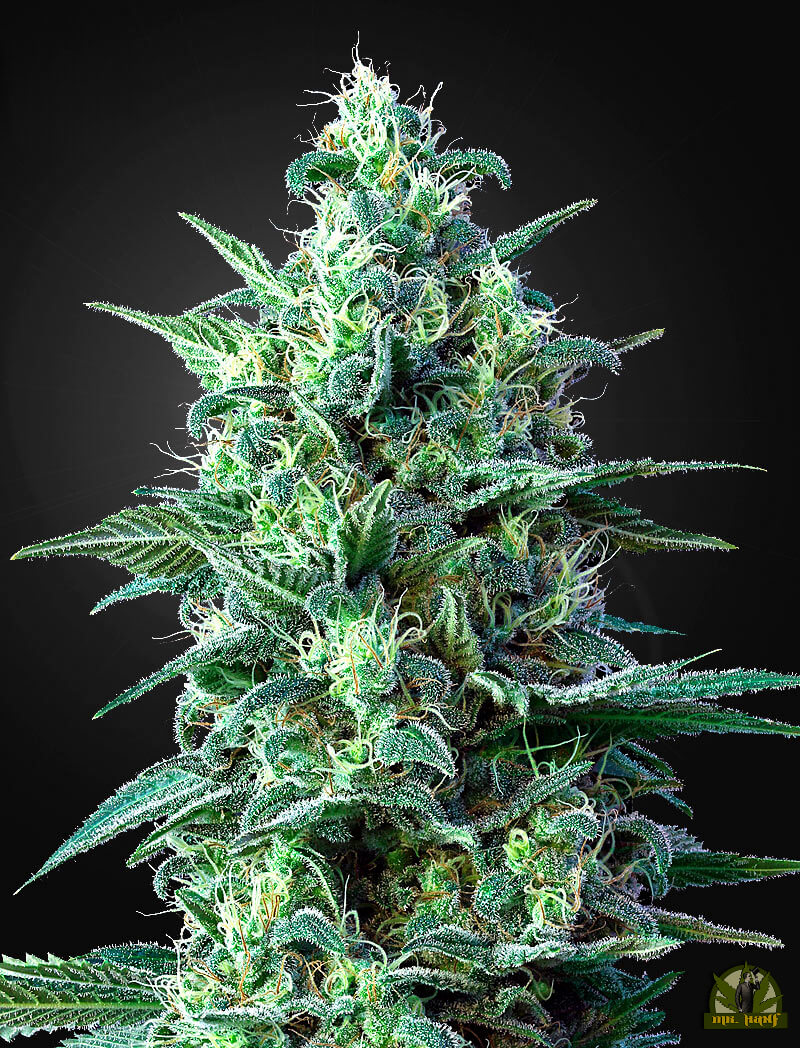 White Widow Auto CBD