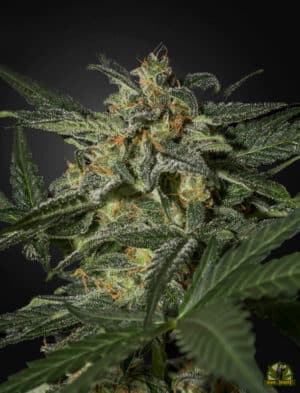 White Widow Auto (Green House Seed)