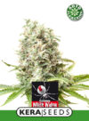 White Widow Auto (Kera Seeds)